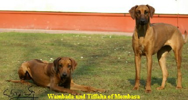 Wambada & Tiffaha of Mombasa