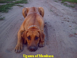 Ugamu of Mombasa