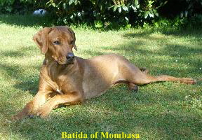 Batida of Mombasa